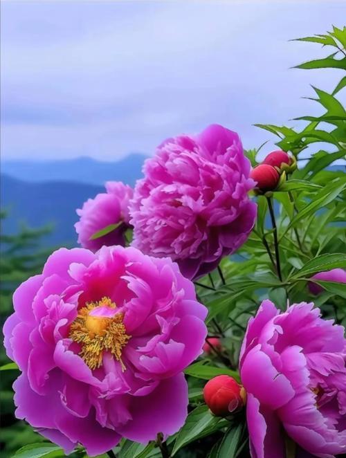 牡丹花主要生长在哪些地区？