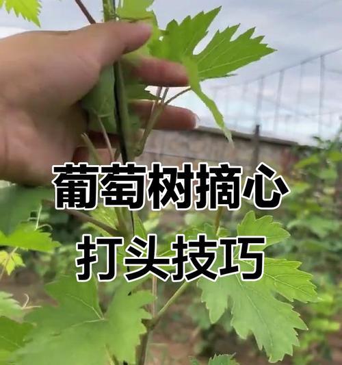 葡萄枝条种植方法和管理要点？