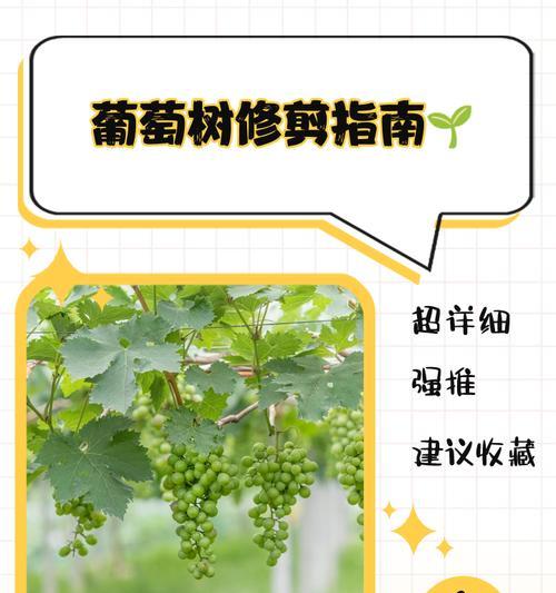 葡萄枝条种植方法和管理要点？