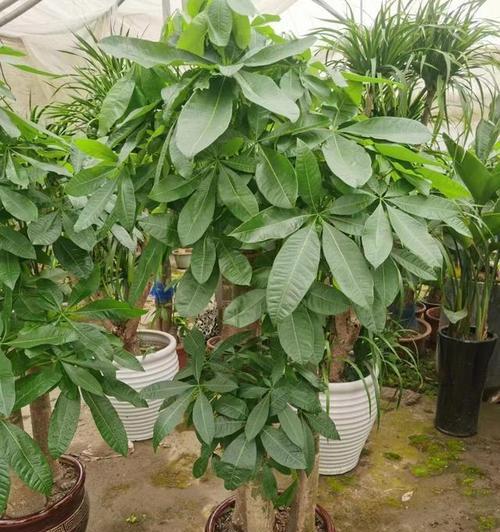 发财树怎么做造型？如何打造美观的发财树？