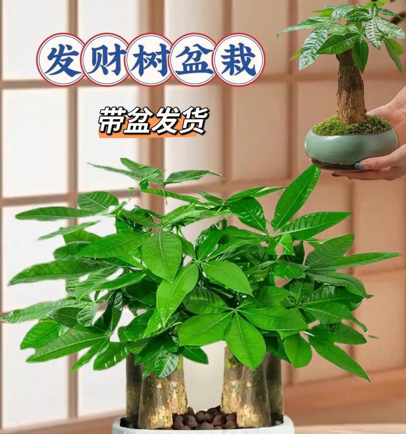 发财树怎么做造型？如何打造美观的发财树？