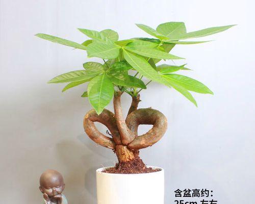 发财树怎么做造型？如何打造美观的发财树？