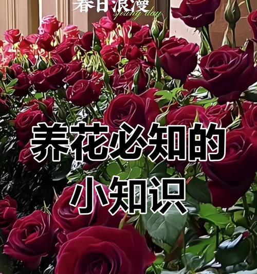 小玫瑰的养殖方法是什么？小玫瑰的繁殖和护理技巧有哪些？