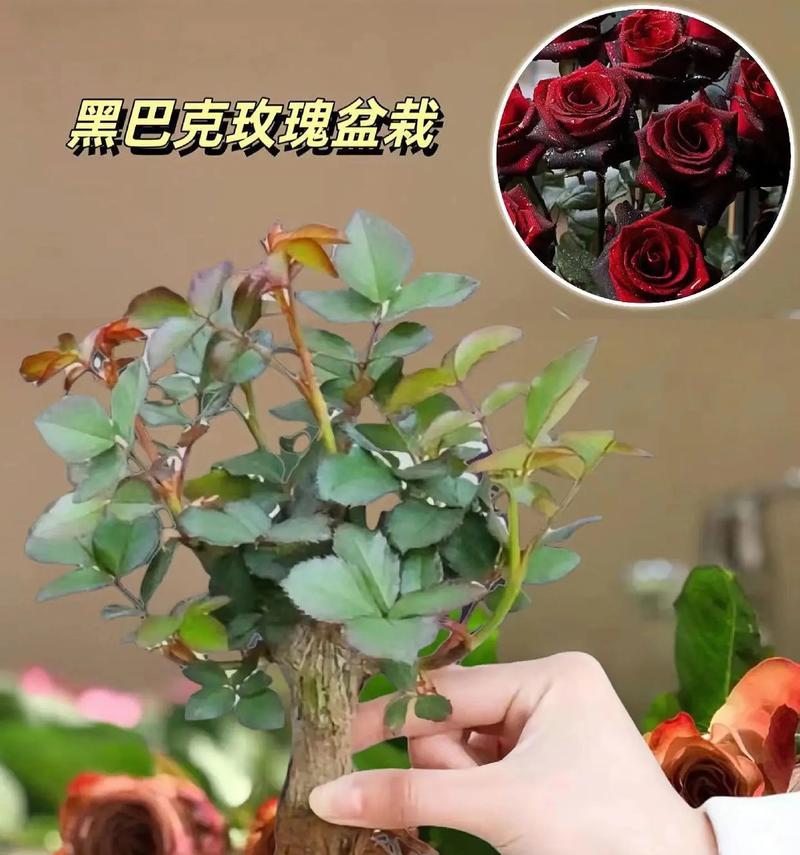 小玫瑰的养殖方法是什么？小玫瑰的繁殖和护理技巧有哪些？