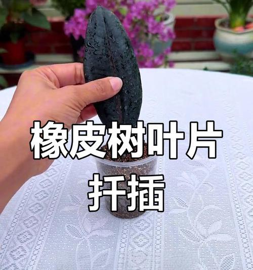 像皮树叶子发黄是什么问题？如何进行有效处理？