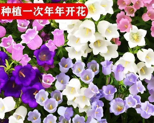 风铃草种植方法是什么？