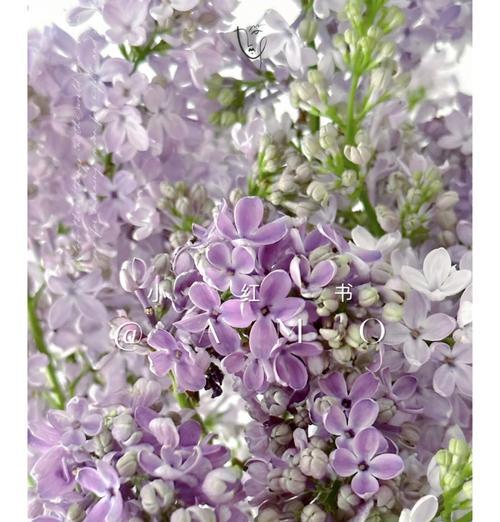 丁香花养护方法是什么？