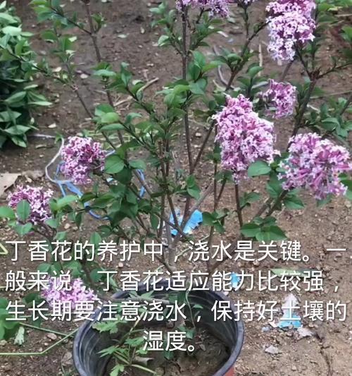丁香花养护方法是什么？
