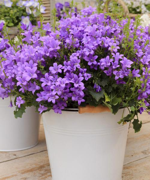 丁香花养护方法是什么？