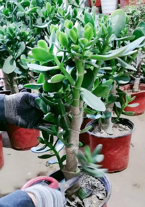 玉树什么季节修剪？玉树修剪的最佳时间和方法是什么？