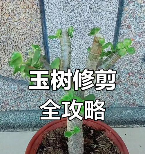 玉树什么季节修剪？玉树修剪的最佳时间和方法是什么？