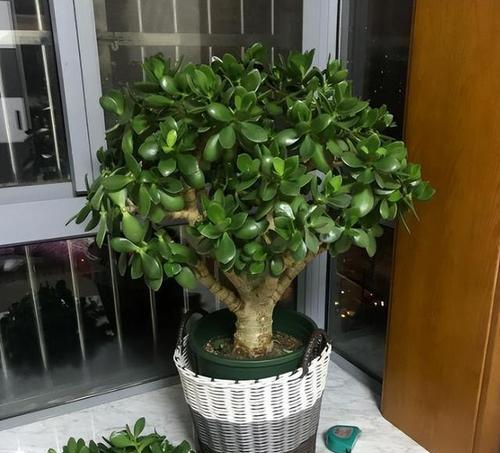 玉树什么季节修剪？玉树修剪的最佳时间和方法是什么？
