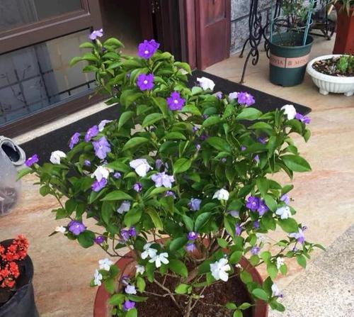 茉莉花属于什么花？茉莉花的分类和特性是什么？
