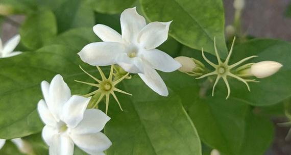 茉莉花属于什么花？茉莉花的分类和特性是什么？