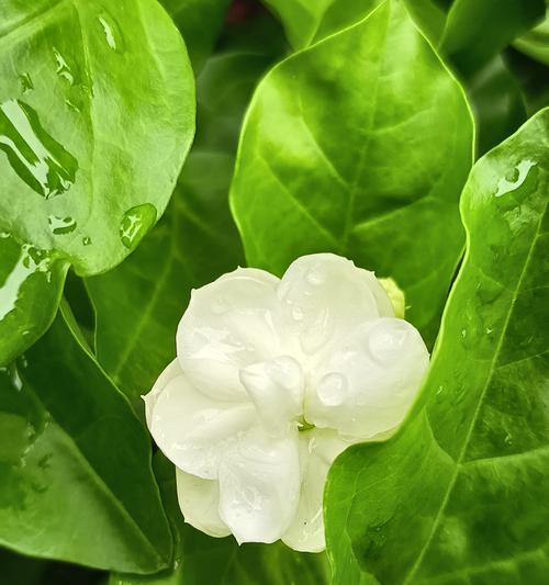 茉莉花属于什么花？茉莉花的分类和特性是什么？