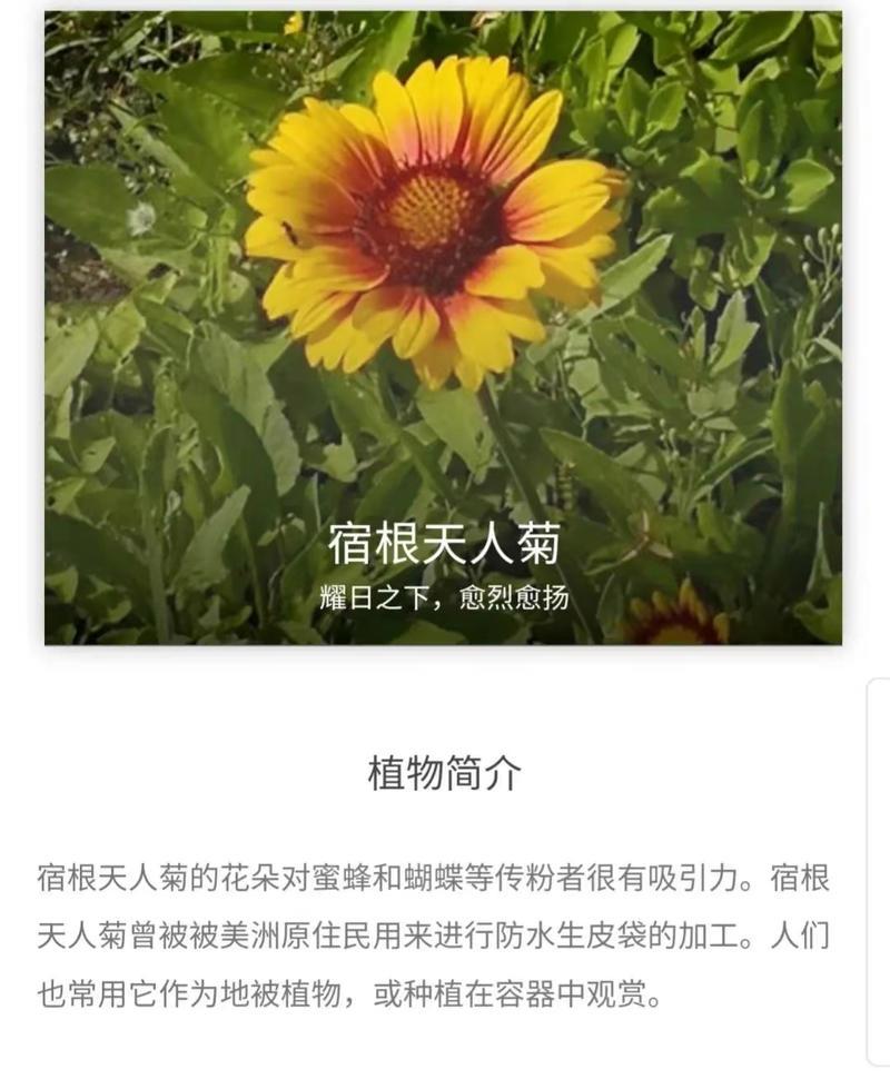 天人菊种植的正确步骤是什么？