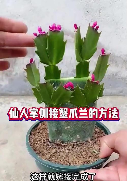 仙人掌与蟹爪兰如何嫁接？