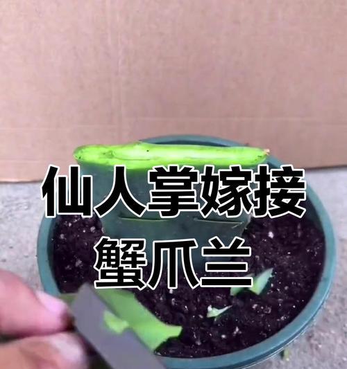 仙人掌与蟹爪兰如何嫁接？