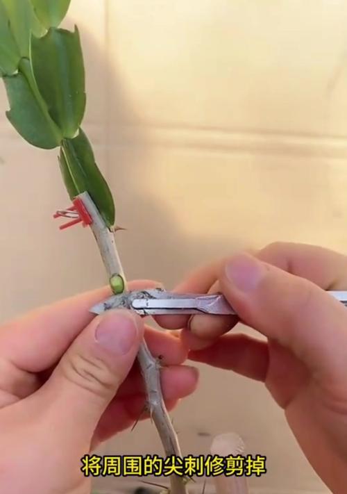 仙人掌与蟹爪兰如何嫁接？