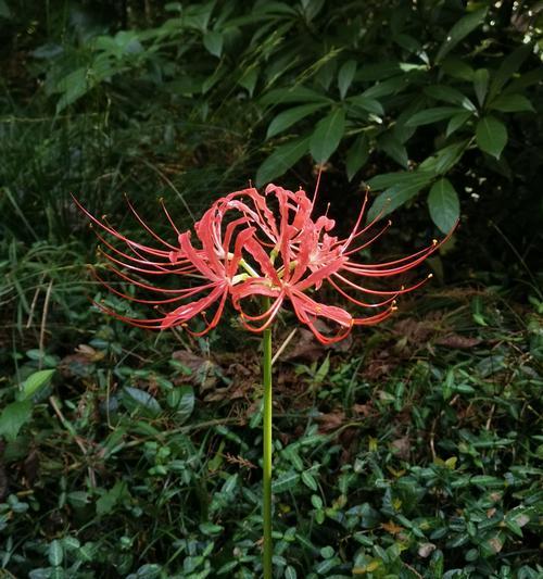 彼岸花种植技巧是什么？怎样才能成功开花？