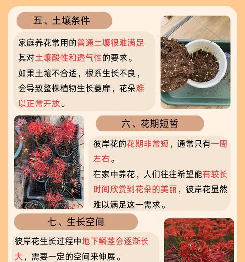 彼岸花种植技巧是什么？怎样才能成功开花？