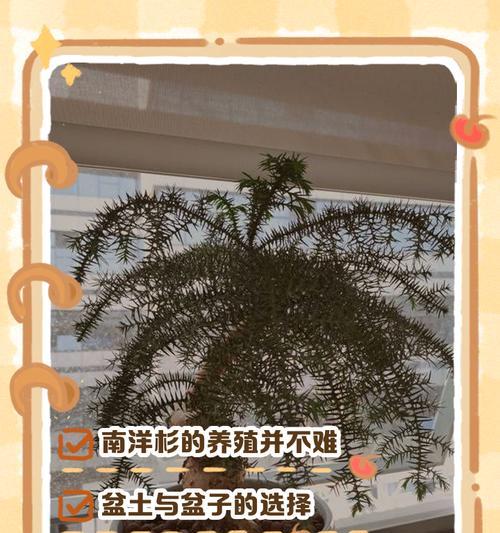 南洋杉修剪的最佳时间和方法是什么？