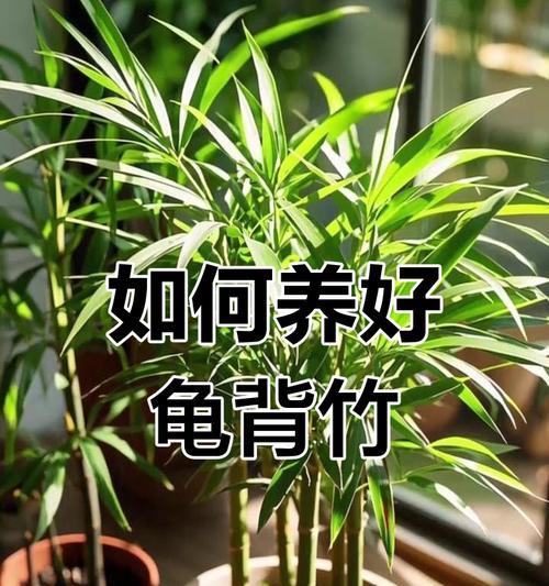 龟背竹施肥的最佳时间和方法是什么？