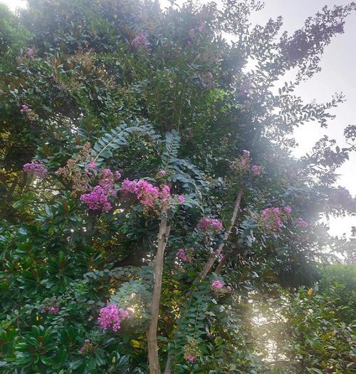 紫薇花种植的秘诀是什么？怎样才能开出美丽的花朵？