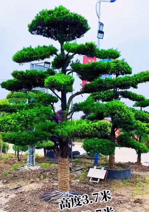 罗汉松培植的正确方法是什么？