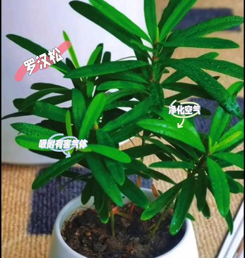 罗汉松培植的正确方法是什么？