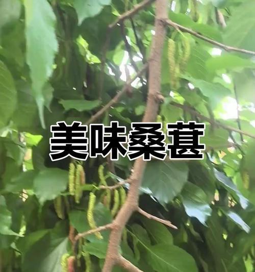 桑葚的外观特征是什么？
