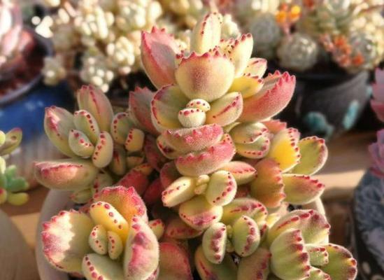 熊童子夏季养护技巧有哪些？如何在高温季节保持熊童子的健康？