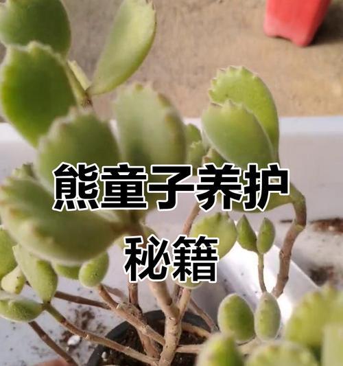 熊童子夏季养护技巧有哪些？如何在高温季节保持熊童子的健康？
