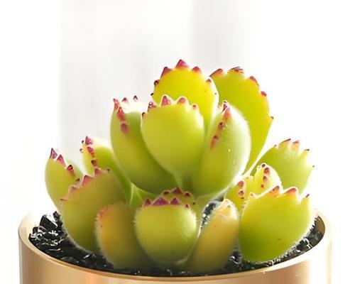 熊童子夏季养护技巧有哪些？如何在高温季节保持熊童子的健康？