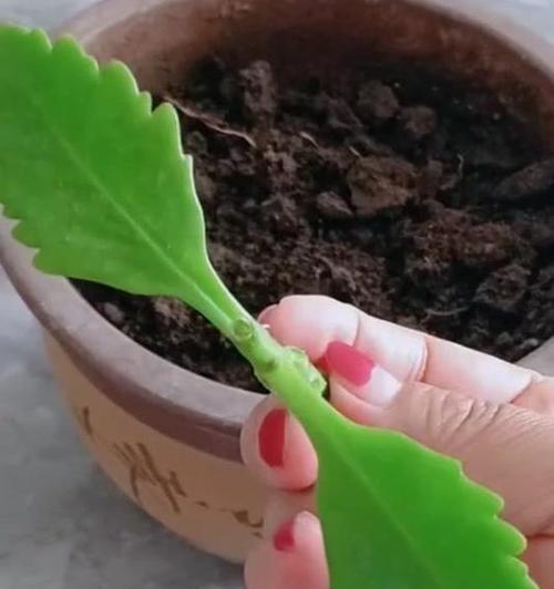 石竹扦插繁殖技巧？如何保证生根率？