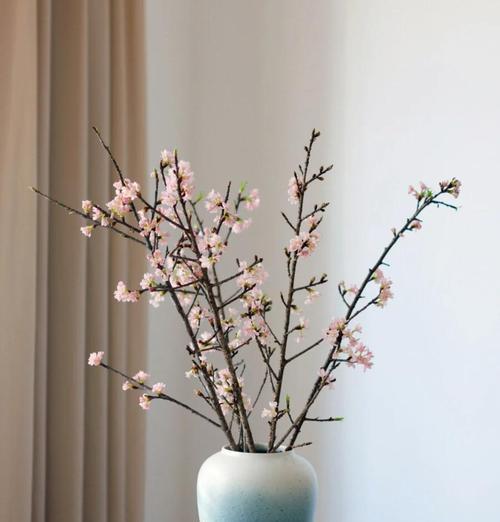 四季樱花的养殖技巧和注意事项是什么？