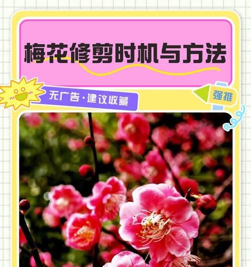 刺梅花修剪的正确方法是什么？