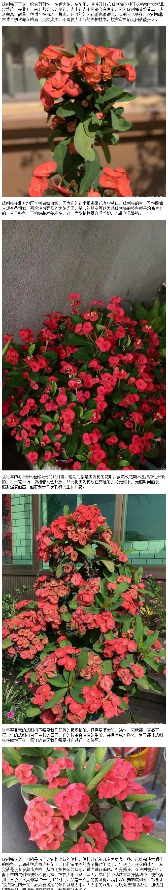 刺梅花修剪的正确方法是什么？