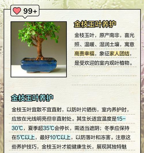 金枝玉叶是什么花？它的养护方法和繁殖技巧是什么？