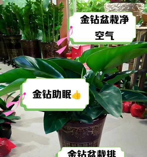 金钻繁殖方法有哪些？如何正确繁殖金钻？