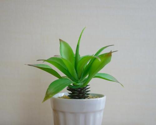 金钻繁殖方法有哪些？如何正确繁殖金钻？