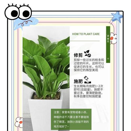 金钻繁殖方法有哪些？如何正确繁殖金钻？