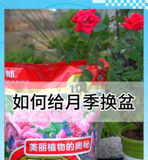 大花盆换盆步骤是什么？