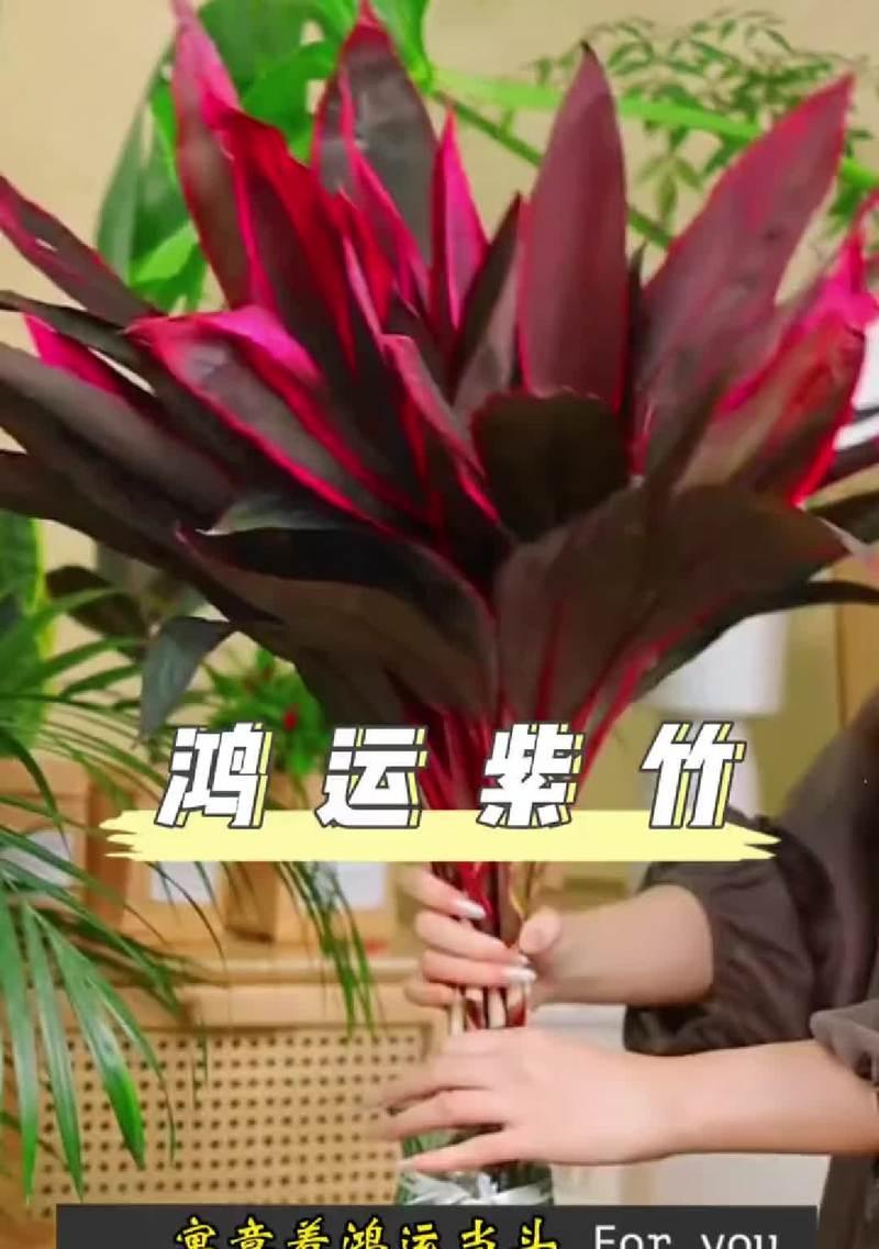 紫竹的养护技巧有哪些？怎样才能养出紫竹的优雅姿态？