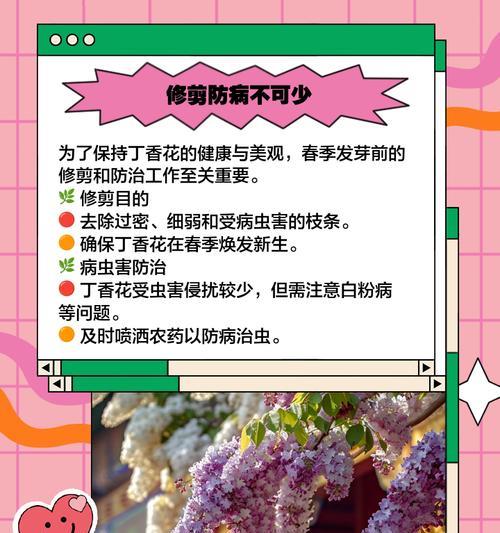 丁香花的养殖方法和常见问题？