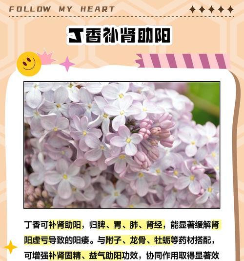 丁香花的养殖方法和常见问题？