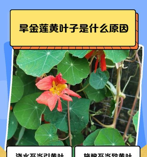 旱金莲有哪些品种？旱金莲品种的种植和养护要点是什么？