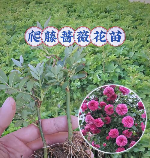啬微花的养殖环境和条件是什么？