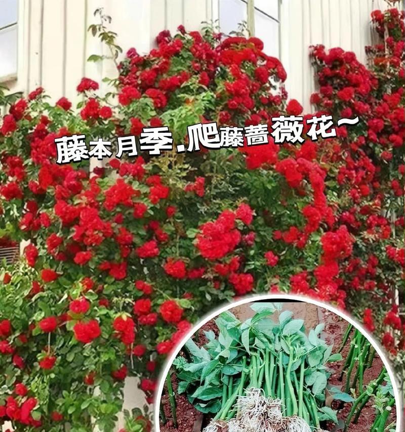 啬微花的养殖环境和条件是什么？
