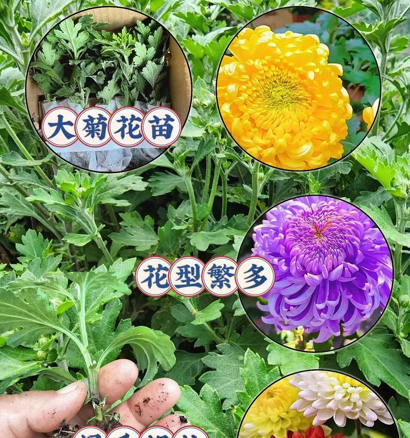 哪些菊花品种适合食用？可食用菊花的挑选技巧？